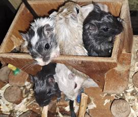 junge Rennmäuse Wüstenrennmäuse Gerbil