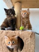 ❤️Liebevolle Maine Coon Kitten❤️