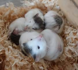 junge Roborowski Zwerghamster kleinster Hamster