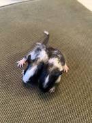 Degu Baby Buben 