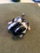 Degu Baby Buben 