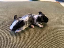 Degu Baby Buben 