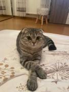 Scottish Fold Katze 