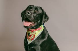 Labrador Deckrüde mit FCI Ahnentafel