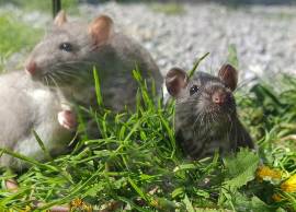 junge Farbratten bunte Ratten 