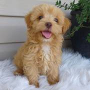 Wunderschöner kleinbleibender Maltipoo Welpe