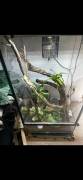 2x Kronengeckos+ komplettes Terrarium inkl. Aussta