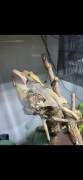 2x Kronengeckos+ komplettes Terrarium inkl. Aussta