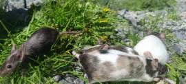 junge Farbmäuse Mäuse bunte Maus