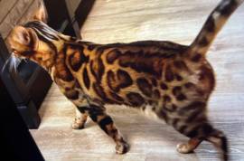 Wurfankündigung - Bengal-Kitten (TICA) - WordChamp