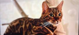 Wurfankündigung - Bengal-Kitten (TICA) - WordChamp