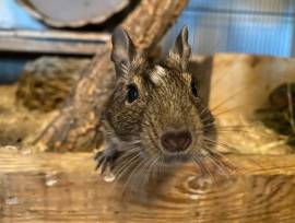 2 degu damen suchen dringend neues zuhause  