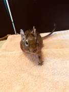 2 degu damen suchen dringend neues zuhause  