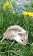 junge chinesische Streifenhamster Hamster Jungtier