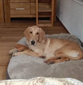 Canella ist eine tolle Mitmachhündin 