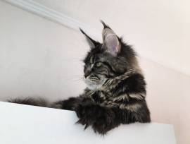 Traumhafte Superkleine Erhältlich Maine Coon Babys