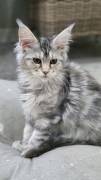Traumhafte Superkleine Erhältlich Maine Coon Babys