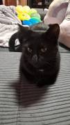 Ruhiger, kastrierter Kater 2 Jahre 