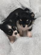 Langhaar-Chihuahua-Welpen