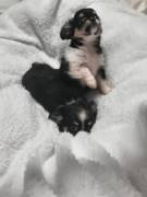 Langhaar-Chihuahua-Welpen