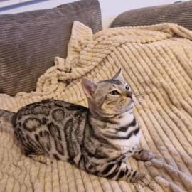 Bengalkater Black Silver mit Stammbaum