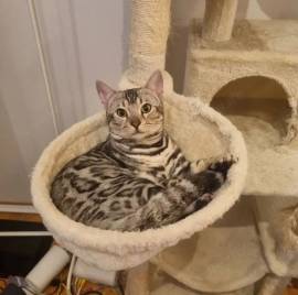 Bengalkater Black Silver mit Stammbaum