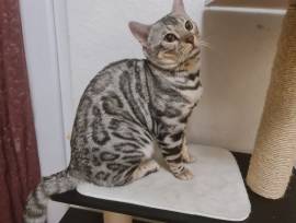 Bengalkater Black Silver mit Stammbaum