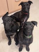 Malinois, Holländischer Schäferhund Welpen