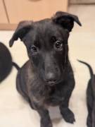 Malinois, Holländischer Schäferhund Welpen
