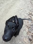 Malinois, Holländischer Schäferhund Welpen