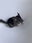 Zwei Chinchillas (Mutter &amp; Tochter) abzugeben 