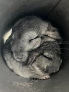 Zwei Chinchillas (Mutter & Tochter) abzugeben 
