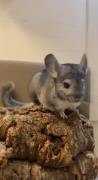 Zwei Chinchillas (Mutter &amp; Tochter) abzugeben 
