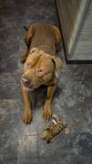 Rüde 3 Jahre sucht liebes zu Hause