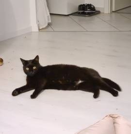 Pumi - Treue Seele sucht dringend ein Zuhause 