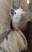 junge Degus Degu in verschiedenen Farben Jungtiere