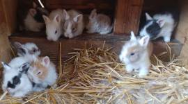 junge Zwergkaninchen Kaninchen Löwenköpfchen geimp