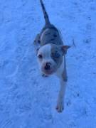 American Bully Puppies 