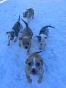 American Bully Puppies 