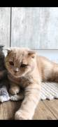 Kater Henry sucht ein neues Zuhause :(