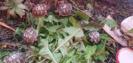 Griechische Landschildkröte aus Zucht 2025