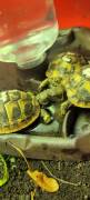 Griechische Landschildkröte aus Zucht 2025