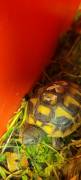 Griechische Landschildkröte aus Zucht 2025