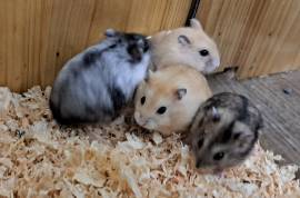 junge dsungarische Zwerghamster Dsungaren Hamster