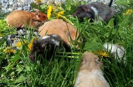 junge Goldhamster Teddyhamster Hamster Jungtiere