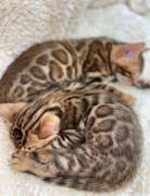 Traumhafte Superkleine Erhältlich  MiniLeoparden B