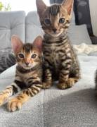 Traumhafte Superkleine Erhältlich  MiniLeoparden B