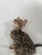 Traumhafte Superkleine Erhältlich  MiniLeoparden B