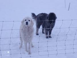 Hofhund, Hündin, Herdenschutzhund 