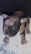 Französische bulldogge welpen 